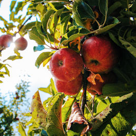 Orchard Grower